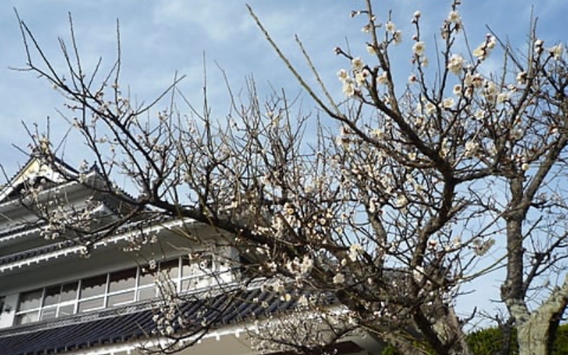 スタート前　梅の花